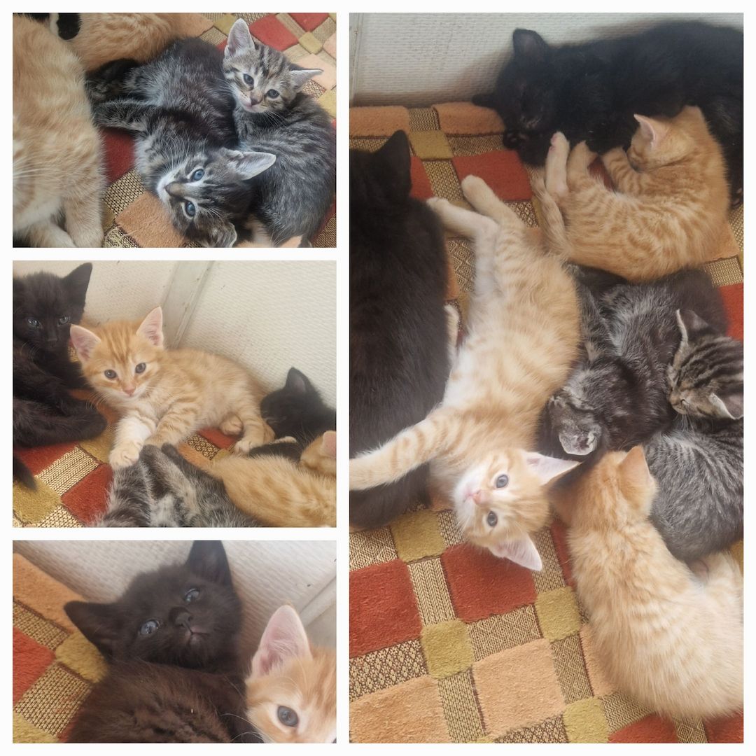 Babykatzen Kitten Kätzchen EKH