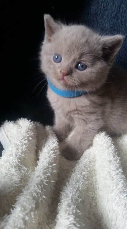 Britisch kurzhaar Kitten