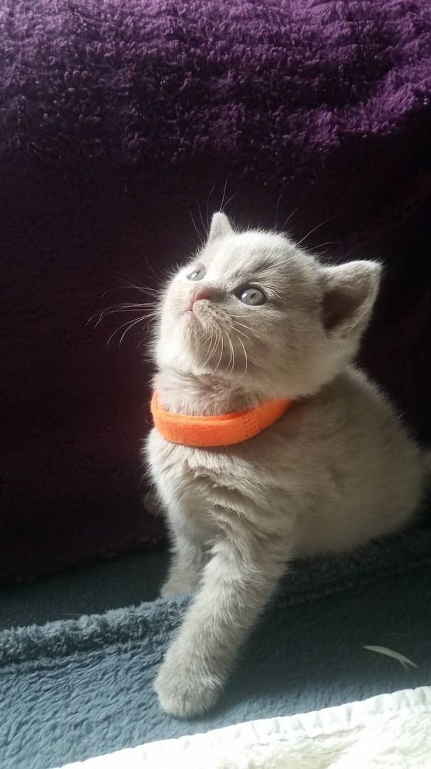 Britisch kurzhaar Kitten