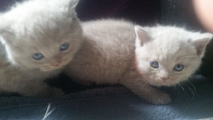 Britisch kurzhaar Kitten