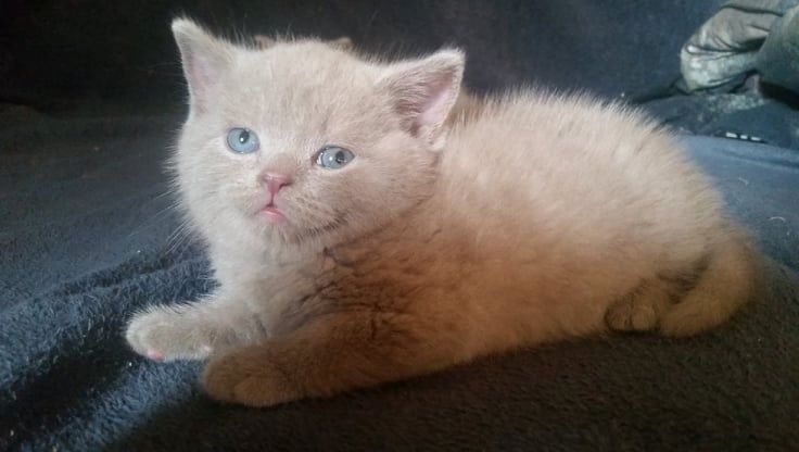 Britisch kurzhaar Kitten