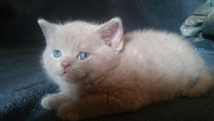 Britisch kurzhaar Kitten