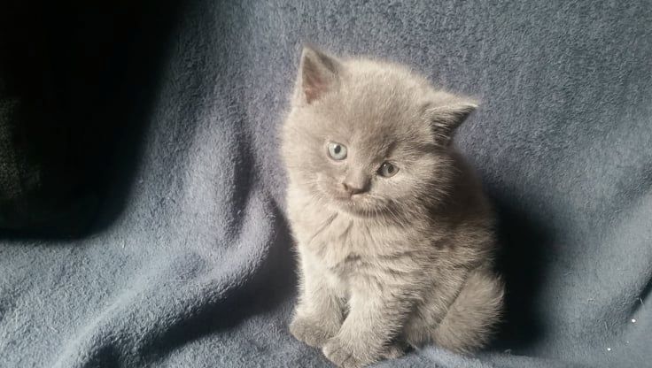 Britisch kurzhaar Kitten