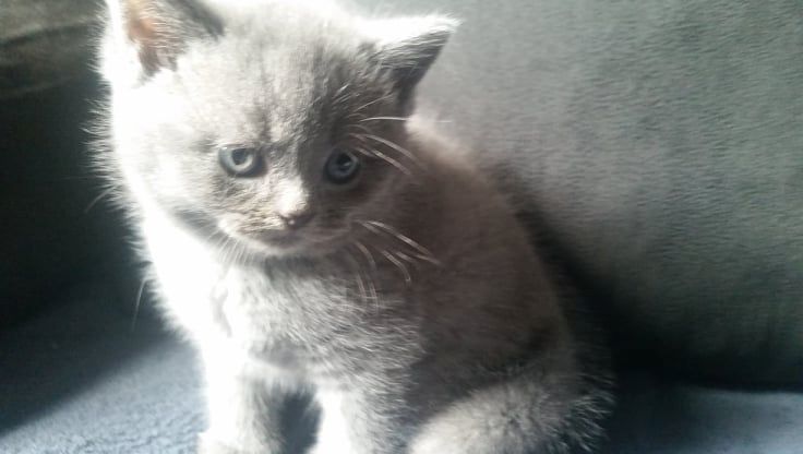 Britisch kurzhaar Kitten