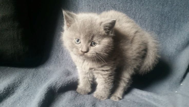 Britisch kurzhaar Kitten