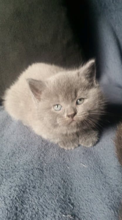 Britisch kurzhaar Kitten