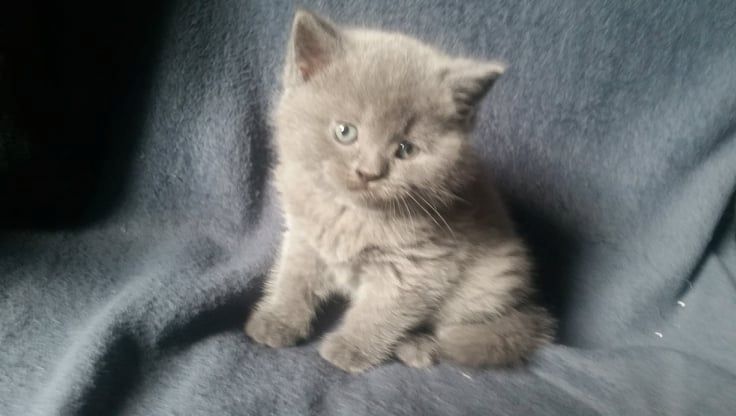 Britisch kurzhaar Kitten