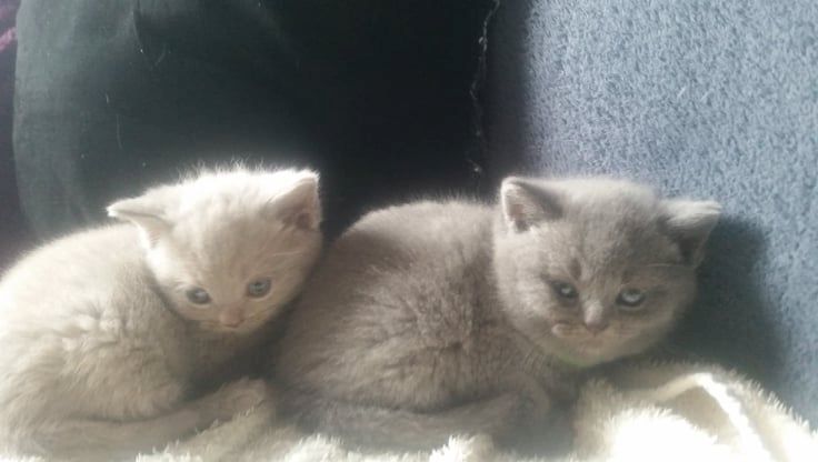 Britisch kurzhaar Kitten