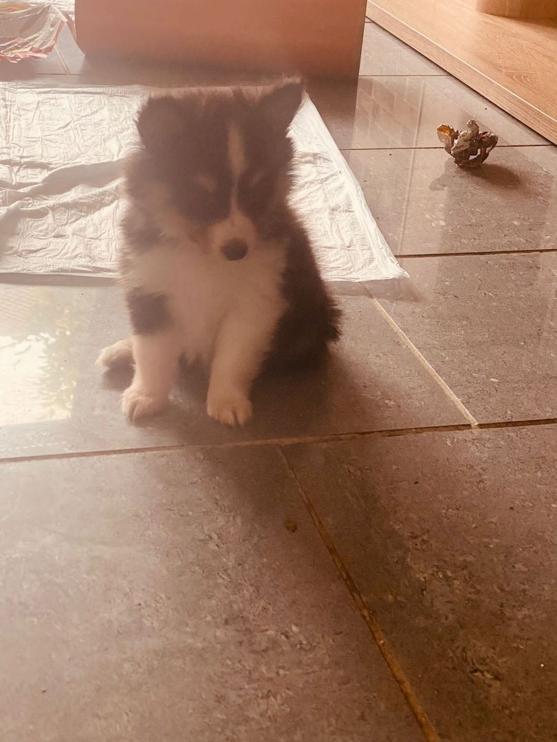 Sheltie Welpen Sheltie Welpen