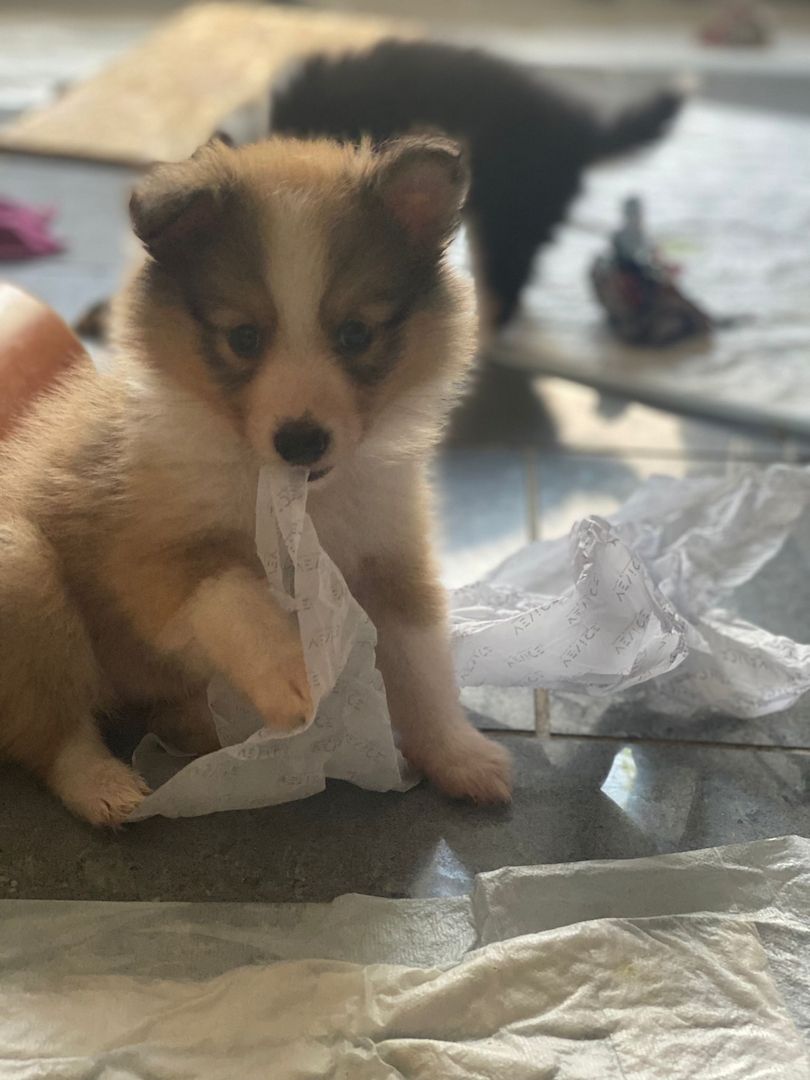 Sheltie Welpen Sheltie Welpen