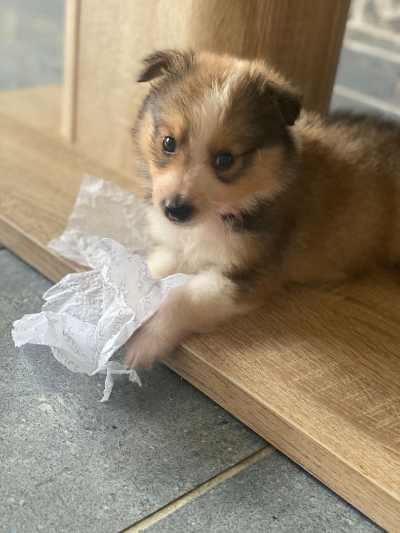 Sheltie Welpen Sheltie Welpen