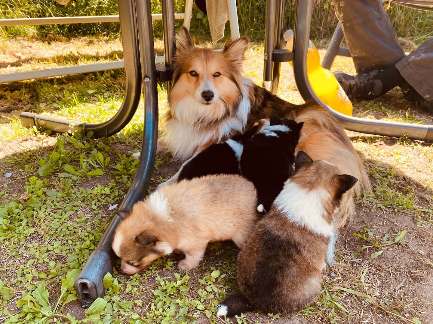 Sheltie Welpen Sheltie Welpen