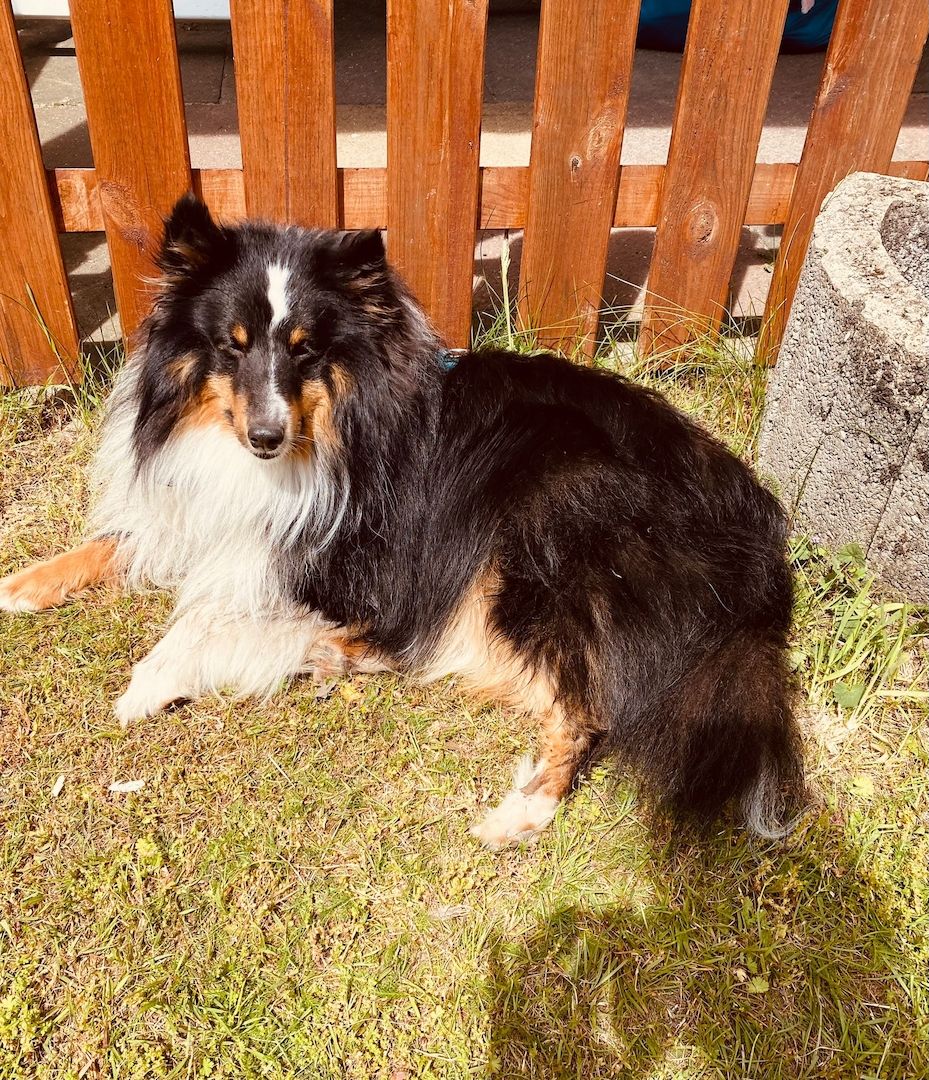 Sheltie Welpen Sheltie Welpen