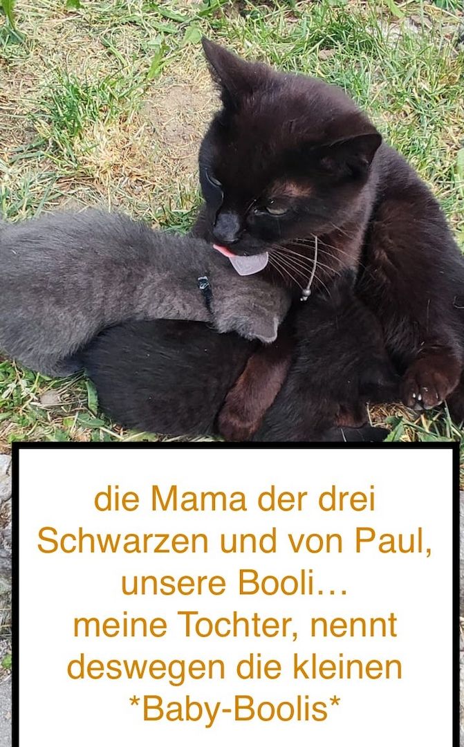 8 wunderschöne Katzenkinder in wundervolle Hände herzugeben