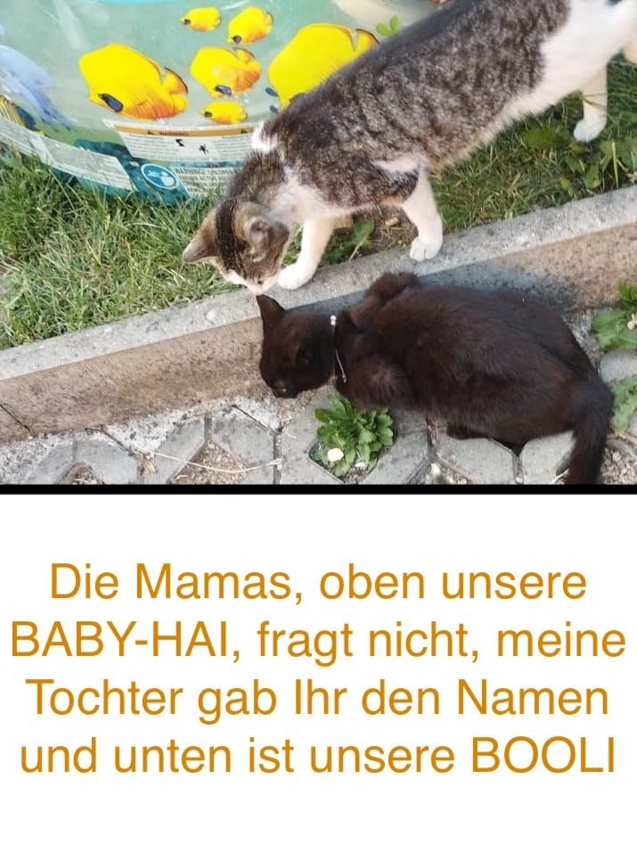 8 wunderschöne Katzenkinder in wundervolle Hände herzugeben