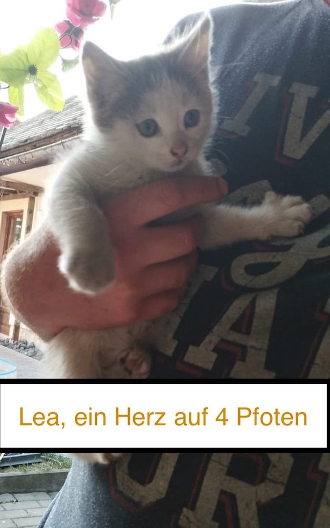 8 wunderschöne Katzenkinder in wundervolle Hände herzugeben