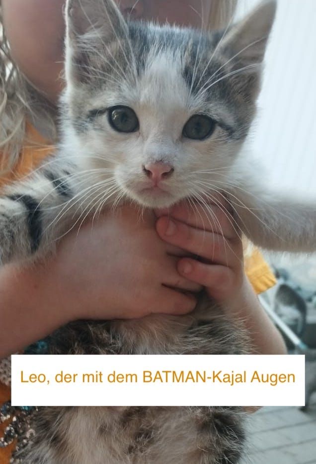 8 wunderschöne Katzenkinder in wundervolle Hände herzugeben