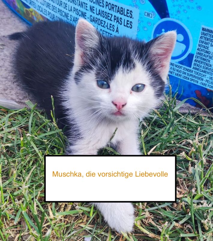 8 wunderschöne Katzenkinder in wundervolle Hände herzugeben