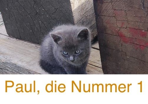 8 wunderschöne Katzenkinder in wundervolle Hände herzugeben