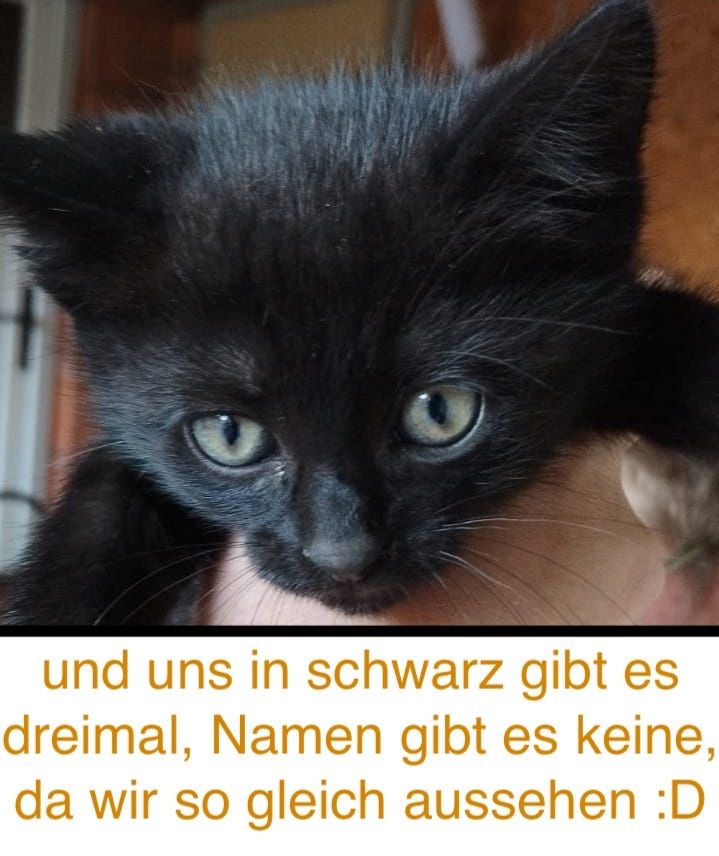8 wunderschöne Katzenkinder in wundervolle Hände herzugeben