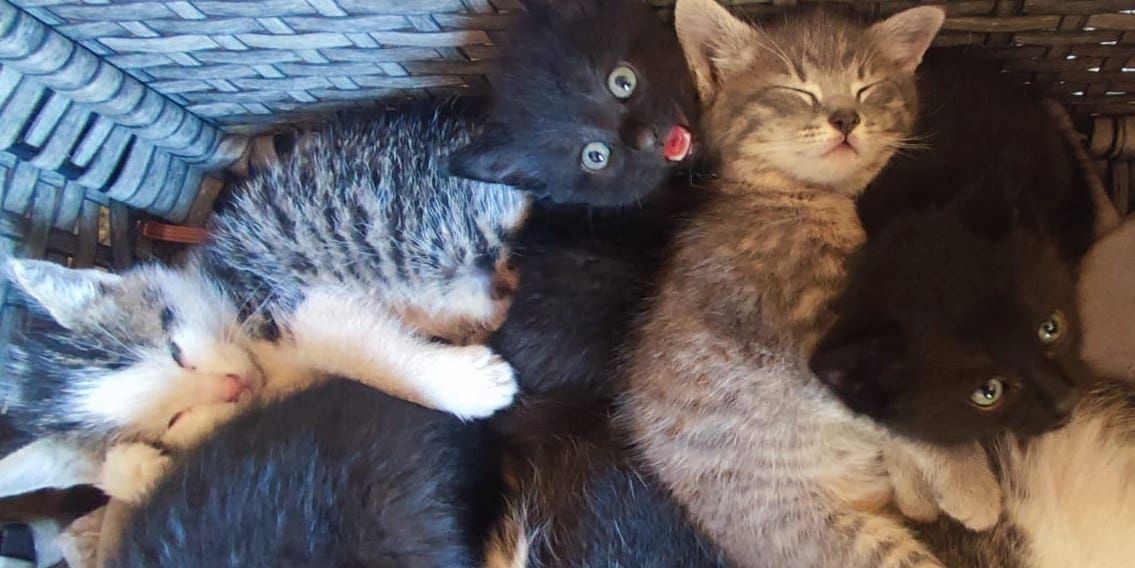 8 wunderschöne Katzenkinder in wundervolle Hände herzugeben