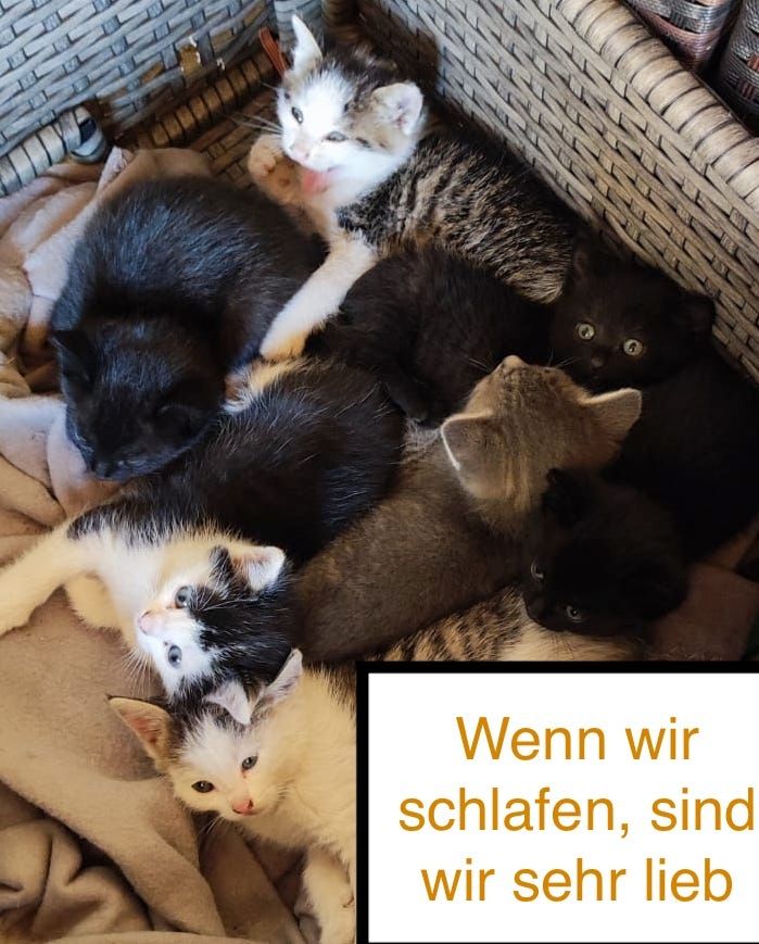 8 wunderschöne Katzenkinder in wundervolle Hände herzugeben
