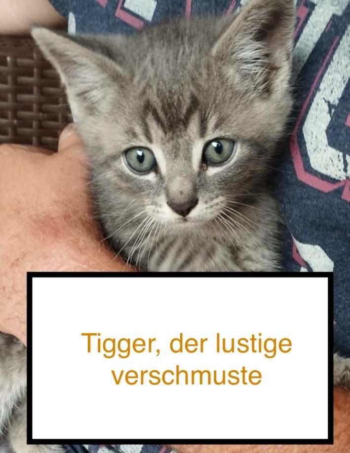 8 wunderschöne Katzenkinder in wundervolle Hände herzugeben