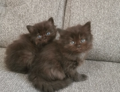 Perser katzen kitten babys