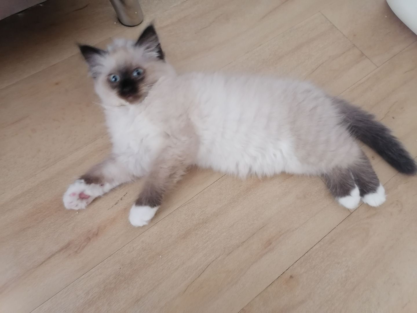 Ragdoll kitten Auszug bereit Ragdoll kitten Auszug bereit