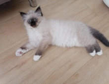 Ragdoll kitten Auszug bereit