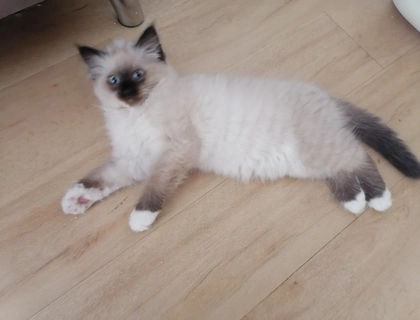 Ragdoll kitten Auszug bereit