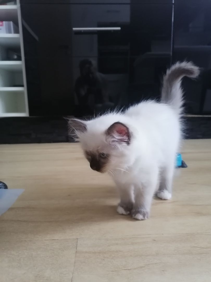 Ragdoll kitten Auszug bereit Ragdoll kitten Auszug bereit