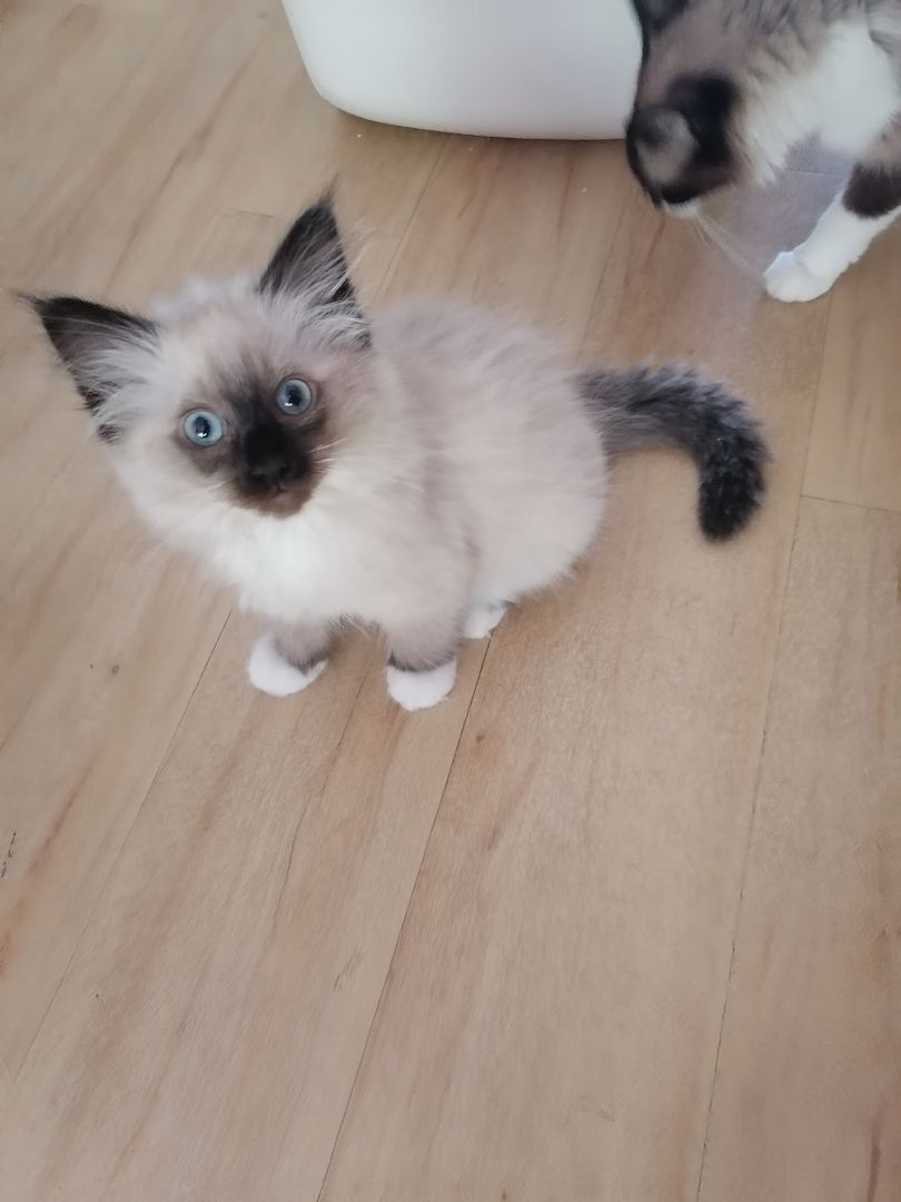 Ragdoll kitten Auszug bereit Ragdoll kitten Auszug bereit
