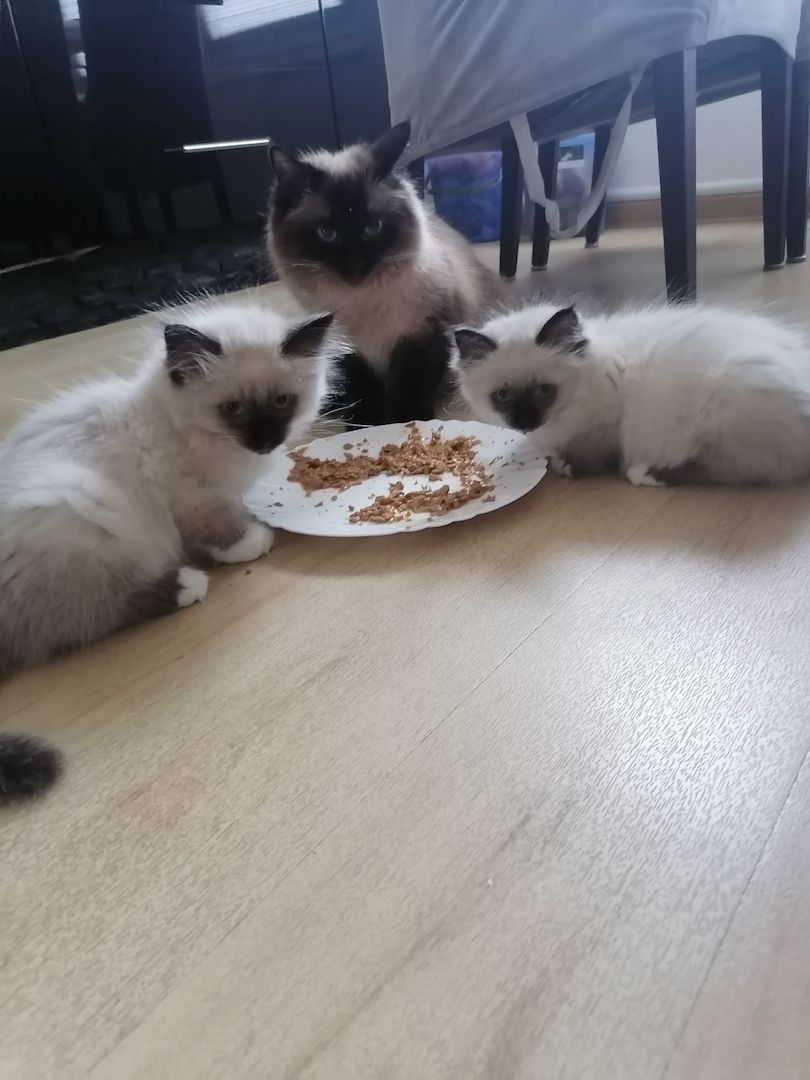 Ragdoll kitten Auszug bereit Ragdoll kitten Auszug bereit