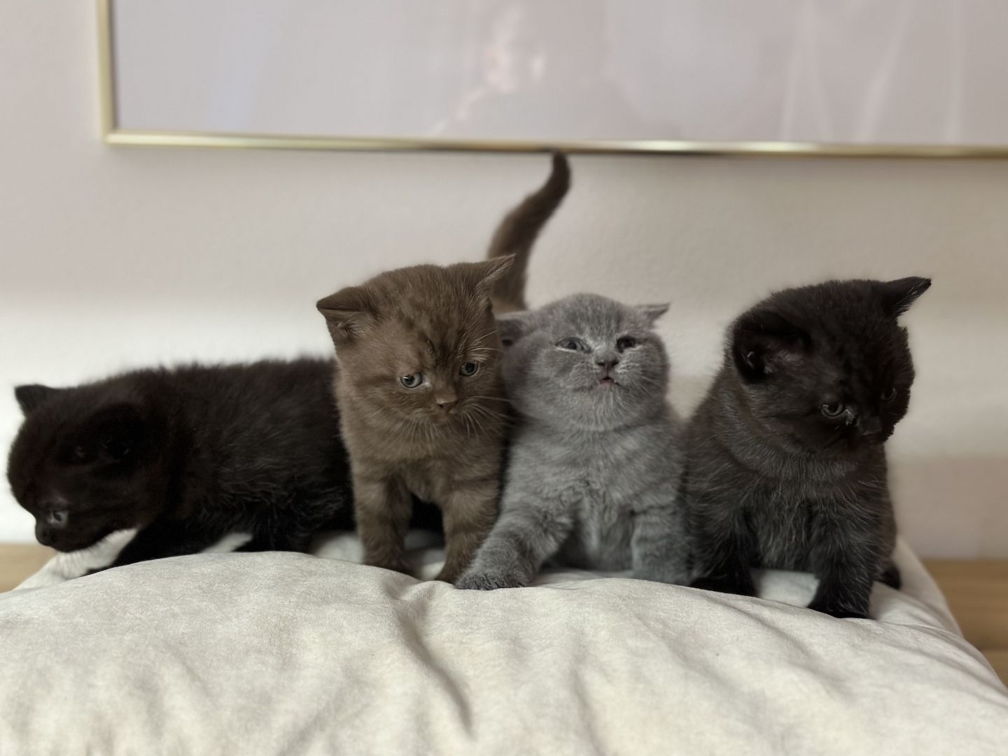 BKH Kitten abgabebereit ❗️❗️❗️