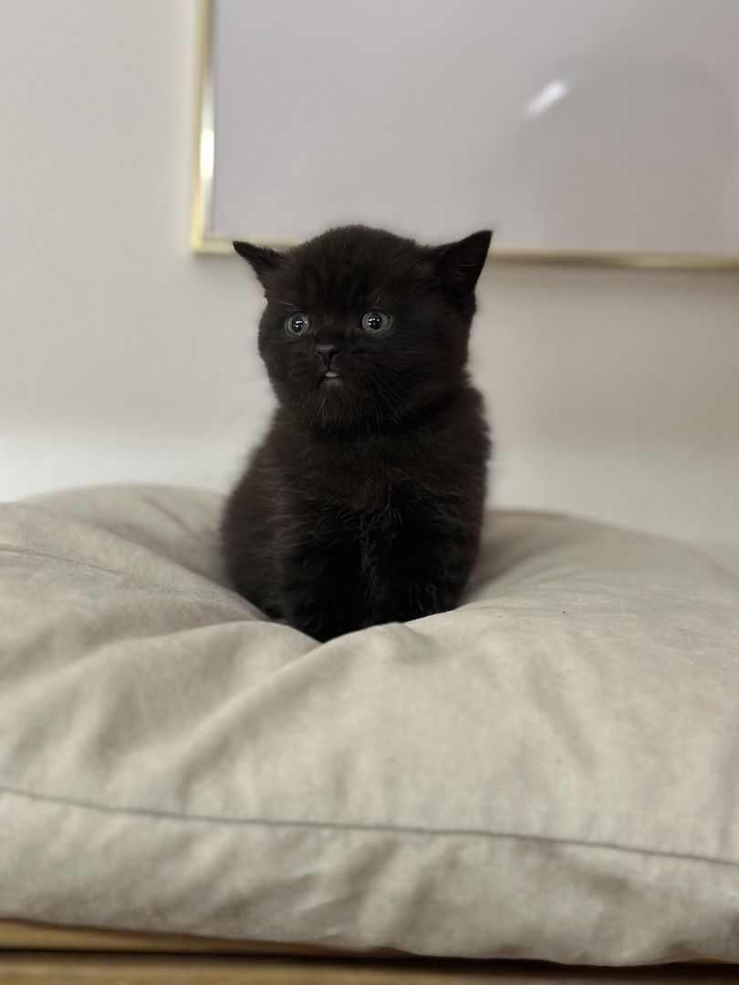 BKH Kitten abgabebereit ❗️❗️❗️