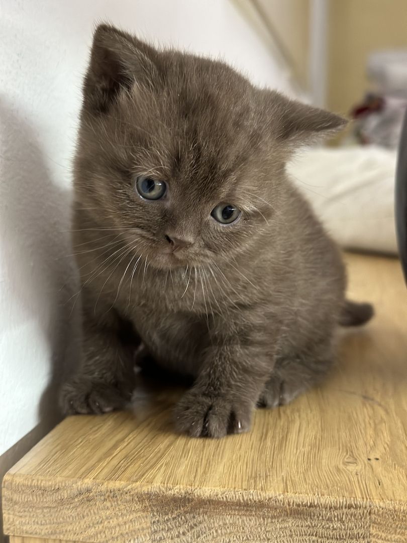 BKH Kitten abgabebereit ❗️❗️❗️