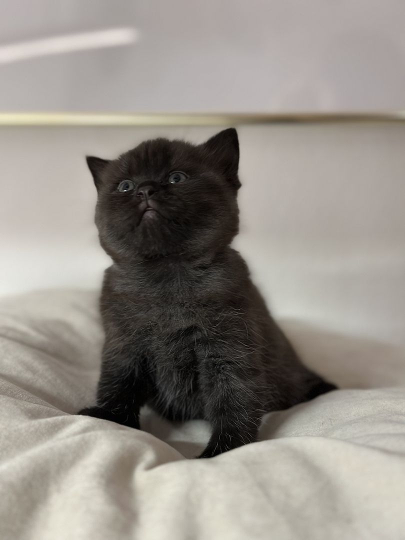 BKH Kitten abgabebereit ❗️❗️❗️