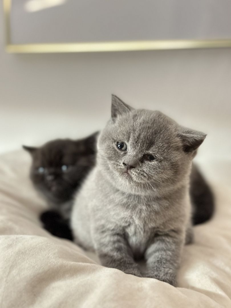 BKH Kitten abgabebereit ❗️❗️❗️