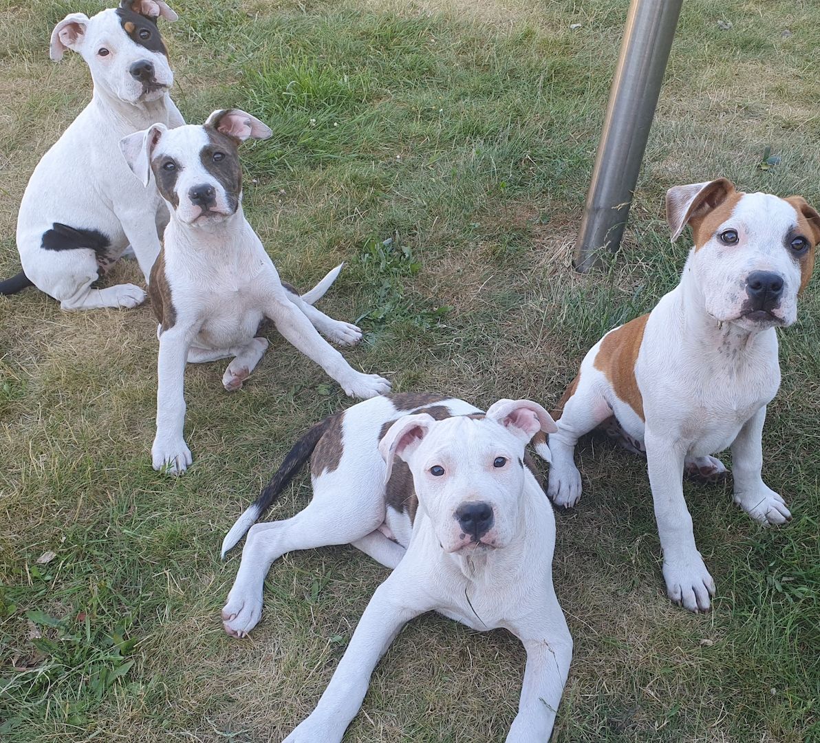Pitbull/AmericanBully Welpen