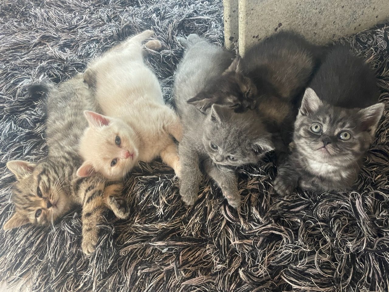 Bkh kittchen zu verkaufen