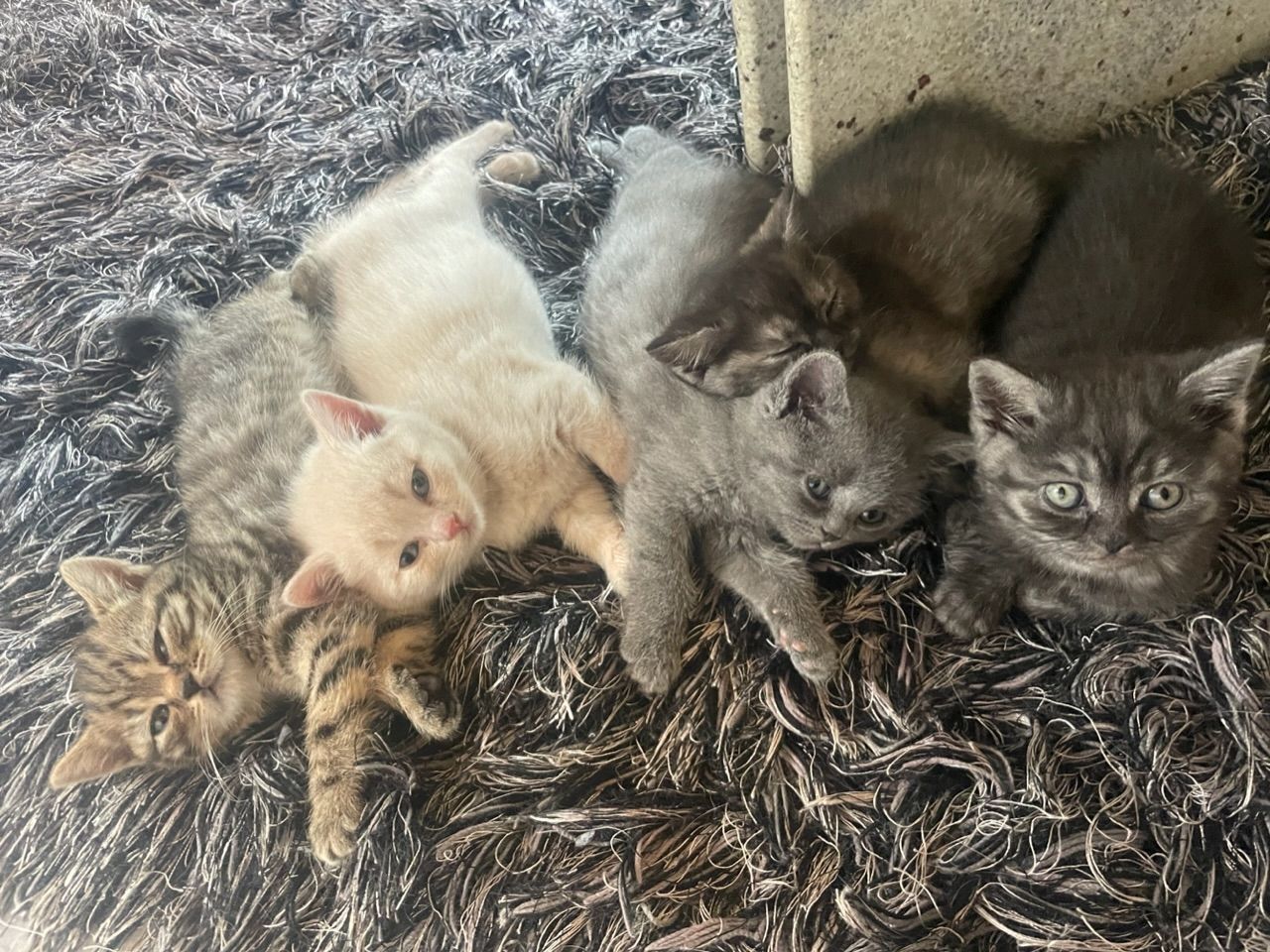 Bkh kittchen zu verkaufen