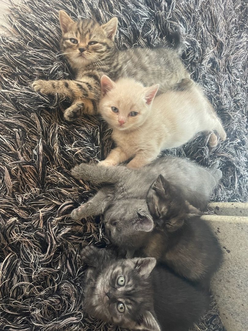 Bkh kittchen zu verkaufen