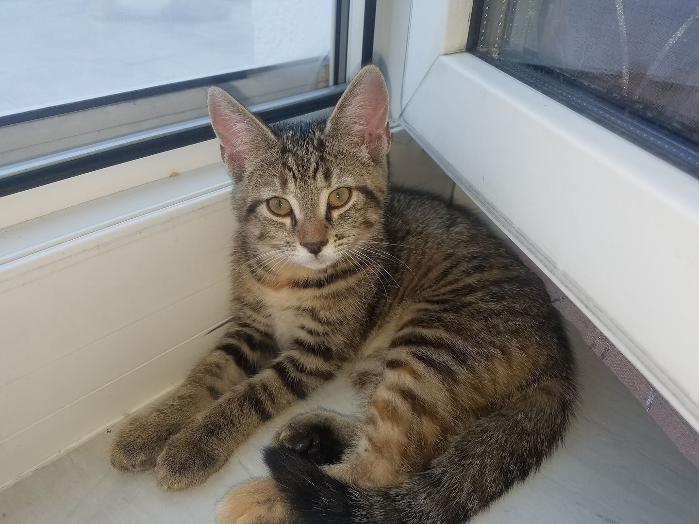 Liebe Kätzchen Liebe Kätzchen