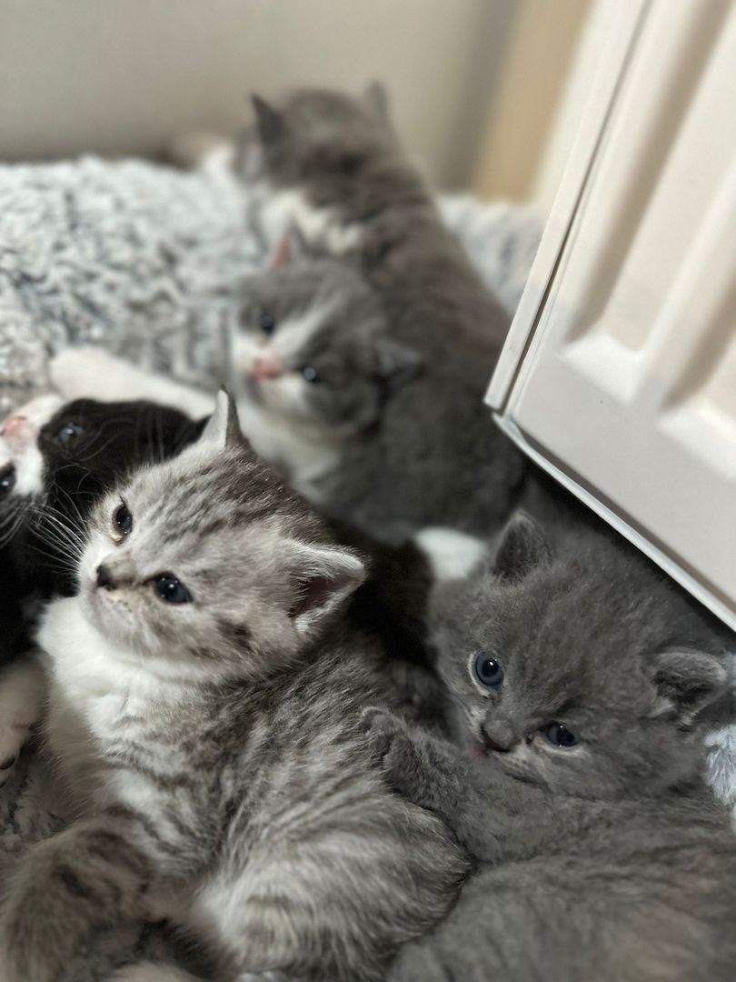 Reinrassige Britisch Kurzhaar Kitten Reinrassige Britisch Kurzhaar Kitten