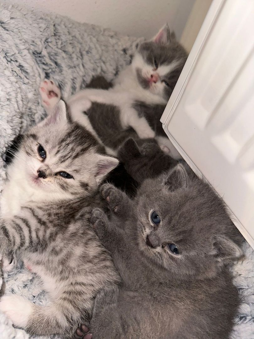 Reinrassige Britisch Kurzhaar Kitten Reinrassige Britisch Kurzhaar Kitten