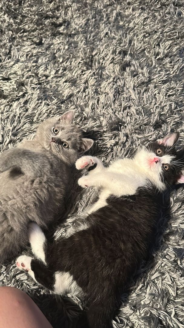 Reinrassige Britisch Kurzhaar Kitten Reinrassige Britisch Kurzhaar Kitten