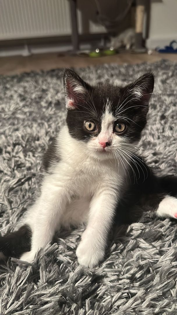 Reinrassige Britisch Kurzhaar Kitten Reinrassige Britisch Kurzhaar Kitten