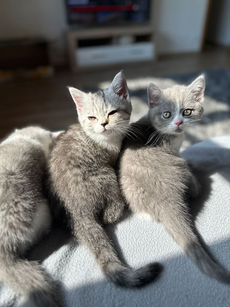 Reinrassige Britisch Kurzhaar Kitten Reinrassige Britisch Kurzhaar Kitten