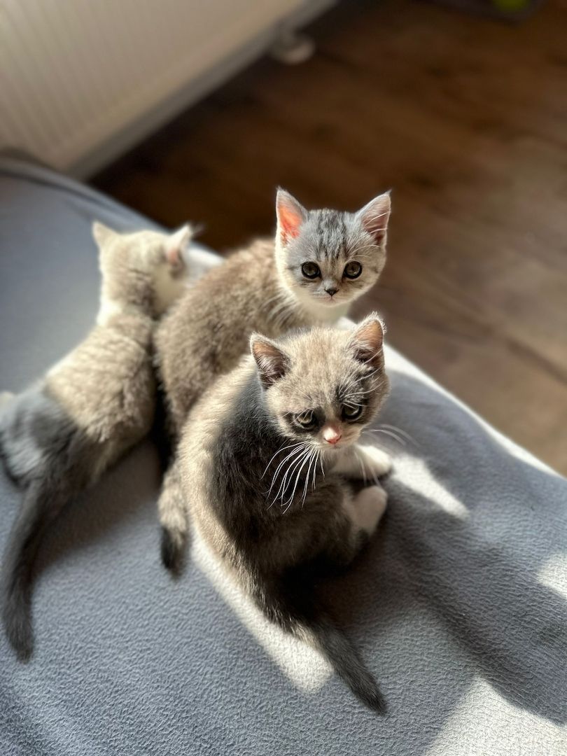 Reinrassige Britisch Kurzhaar Kitten Reinrassige Britisch Kurzhaar Kitten